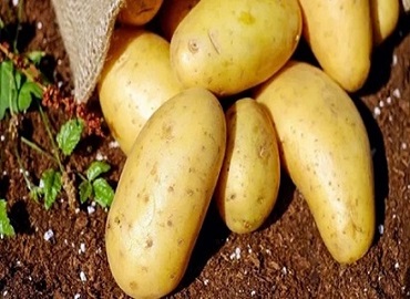 تصویر 4 از قیمت خرید سیب زمینی شیرین شیراز + فروش ویژه